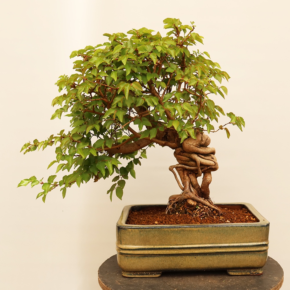 Vonkajší bonsai -Carpinus Coreana - Hrab kórejský