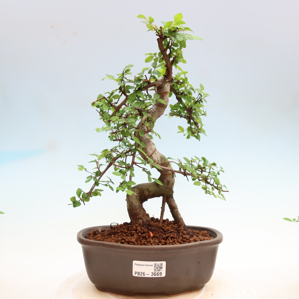Izbový bonsaj - Ulmus parvifolia - brest malolistý