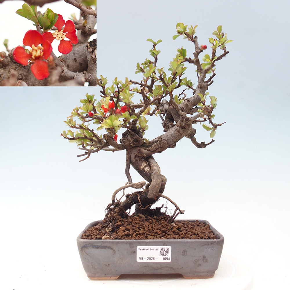 Vonkajšie bonsaje - Chaneomeles speciosa - Kdoule