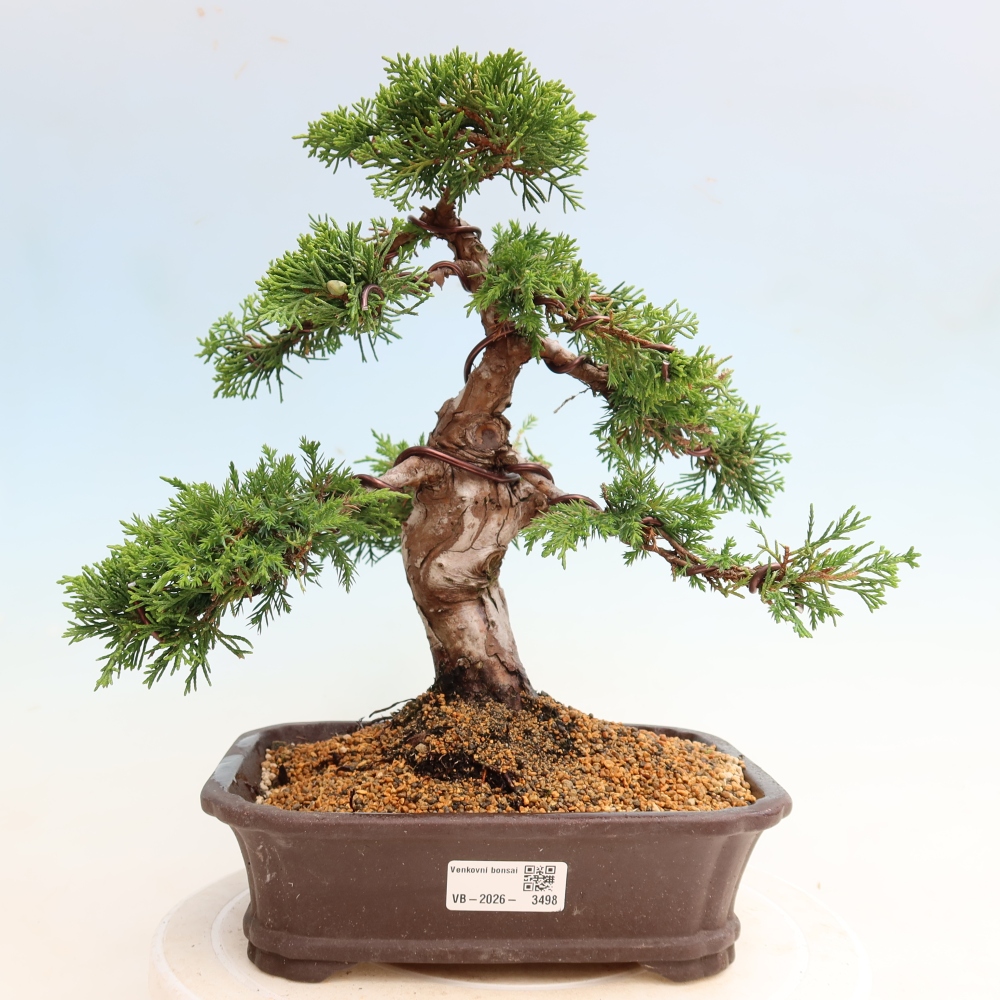 Vonkajší bonsai – Juniperus chinensis Itoigawa – čínsky jalovec