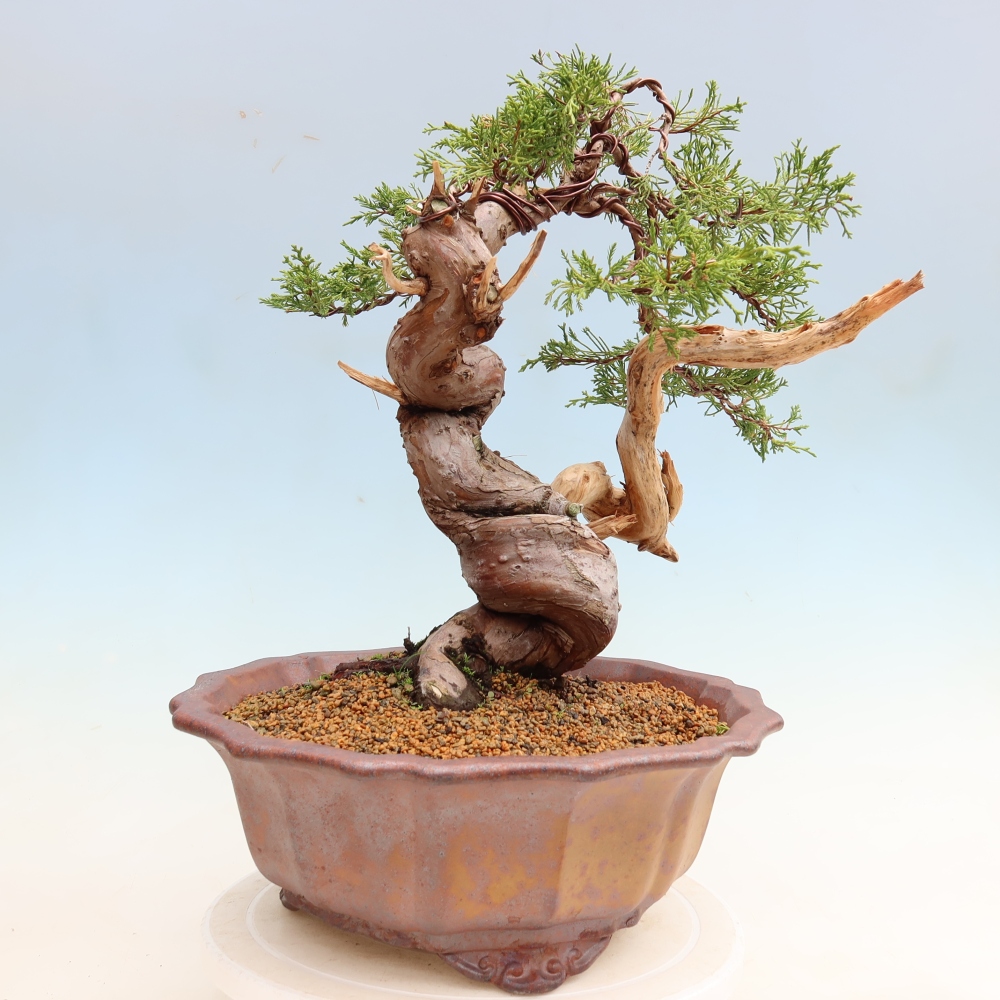 Vonkajší bonsai – Juniperus chinensis Itoigawa – čínsky jalovec