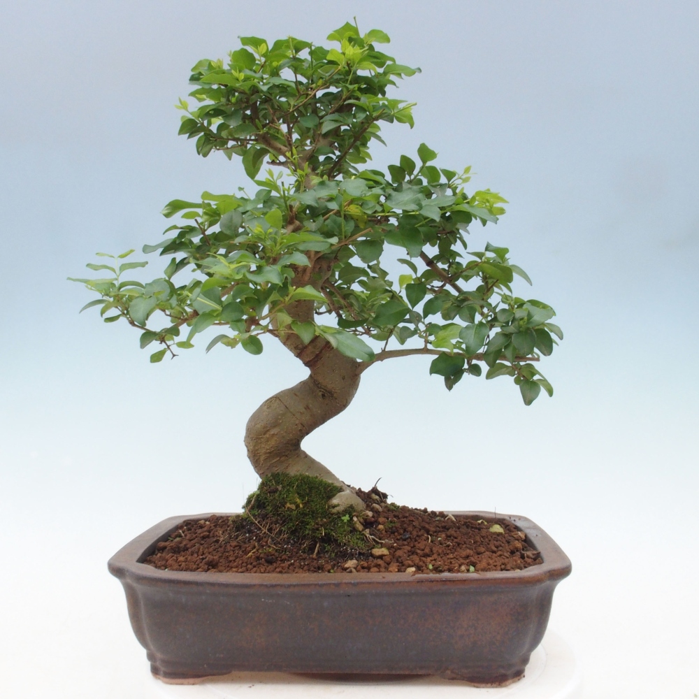 Izbová bonsai -Ligustrum chinensis - Vtáčí zob