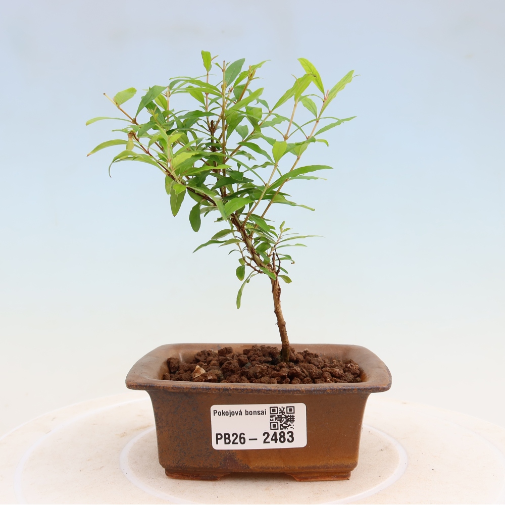 Izbový bonsaj-PUNICA granatum nana-Granátové jablko
