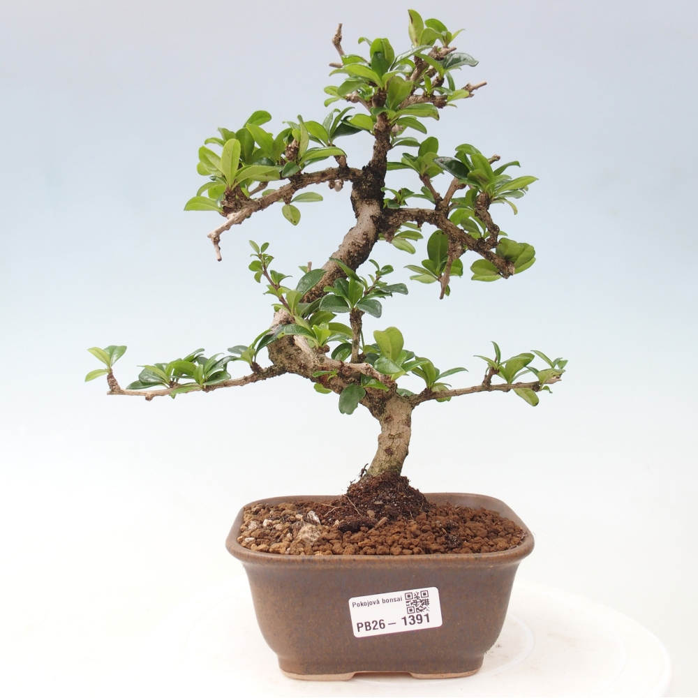 Izbové bonsaje - Carmona macrophylla - Tea fuki