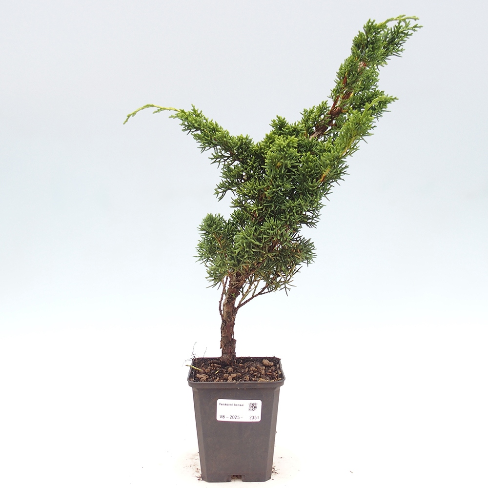 Vonkajšie bonsai - Juniperus chinensis Kishu -Jalovec čínsky