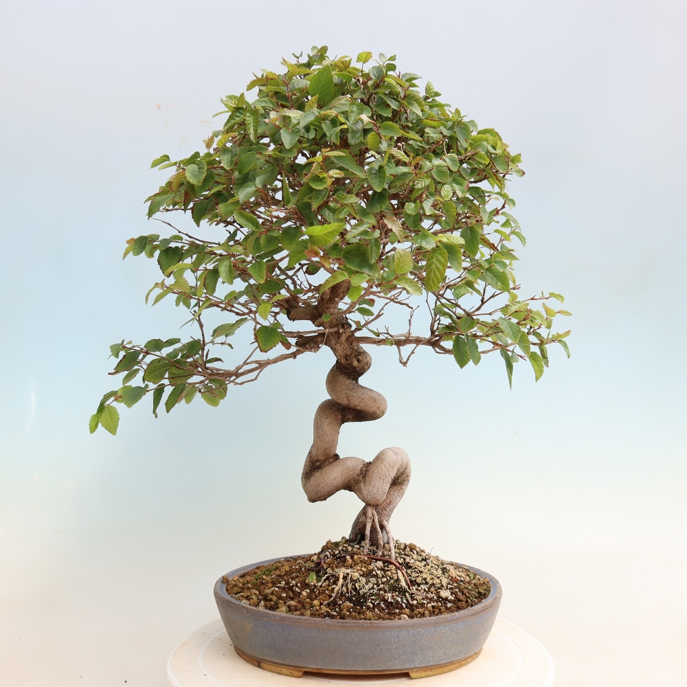Vonkajšie bonsaje -Carpinus CARPINOIDES - Hrab kórejský