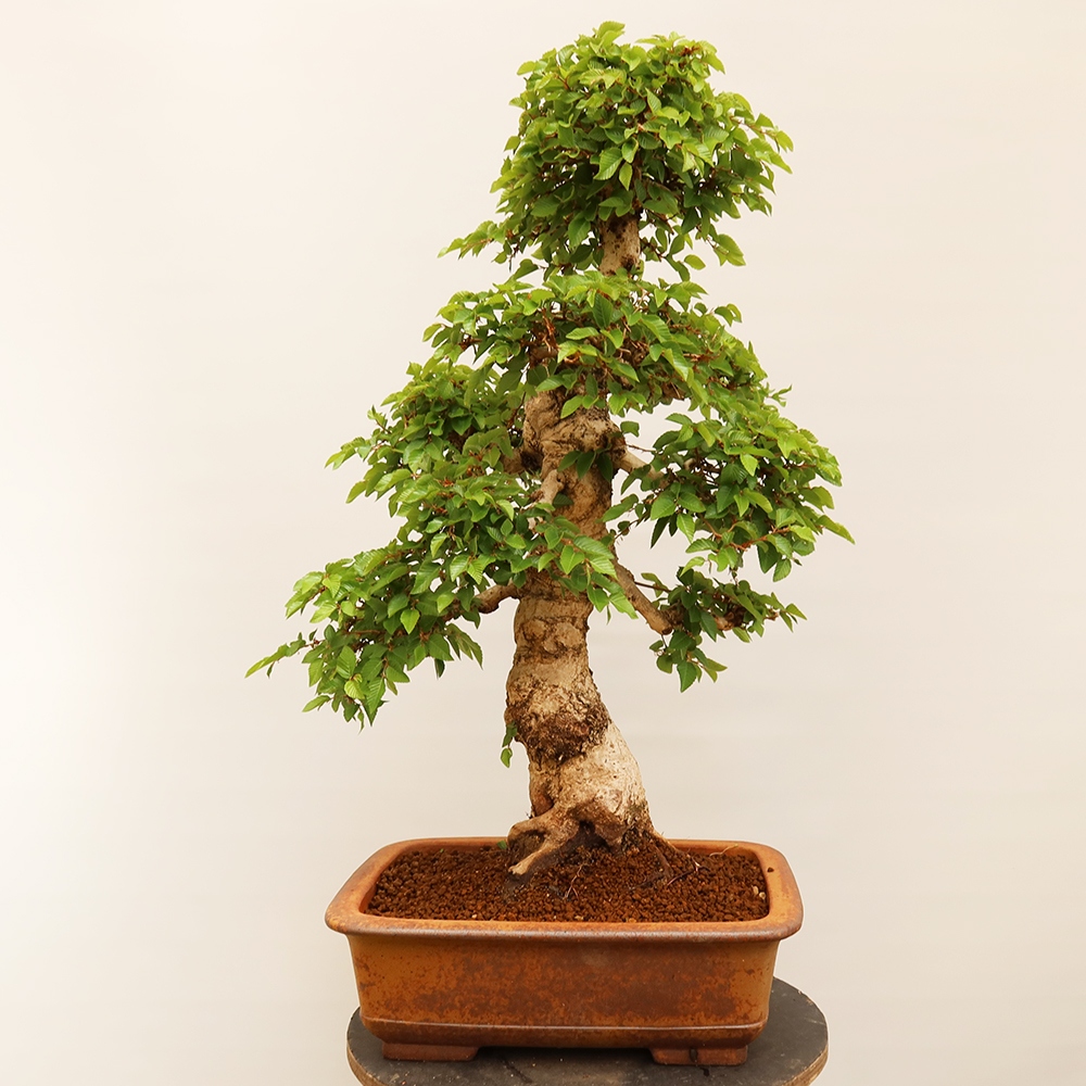 Vonkajší bonsai -Carpinus Coreana - Hrab kórejský