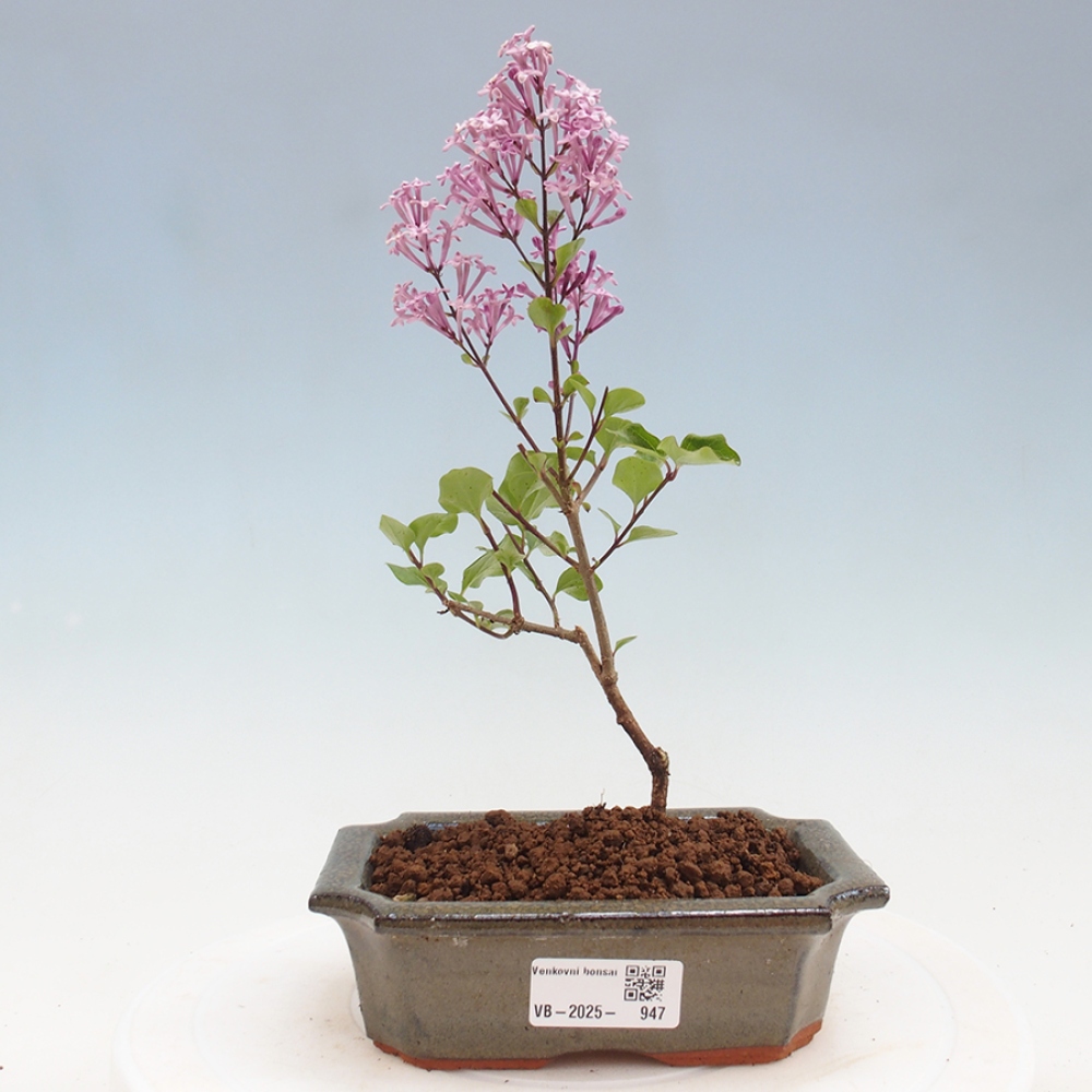 Vonkajší bonsai - Syringa Meyeri Palibin - Orgován Meyerov