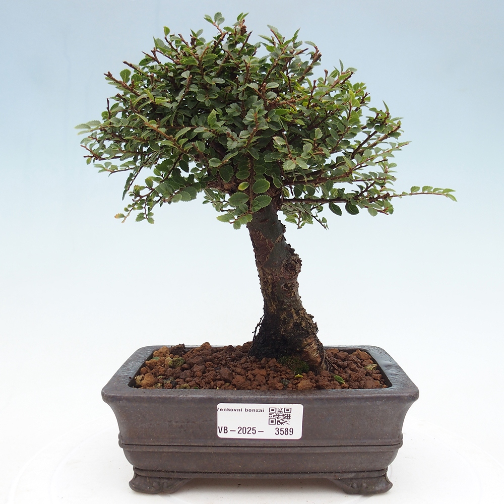 Vonkajší bonsaj - Ulmus parvifolia Hokkaido - čínsky brest