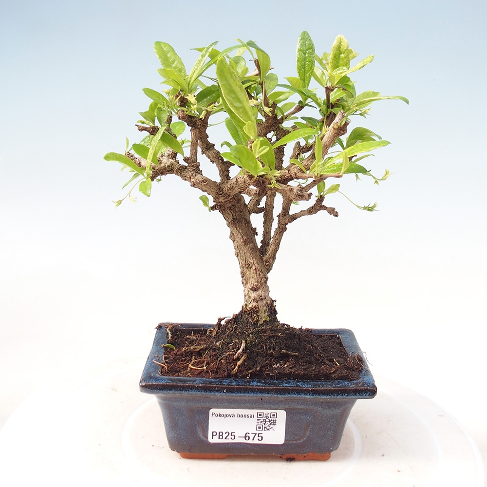 Izbová bonsai - Carmona macrophylla - Čaj fuki