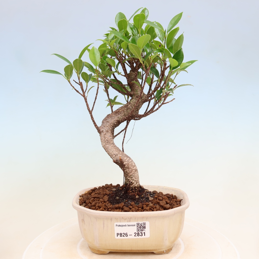 Izbové bonsaje - Ficus kimmen - drobnolistý fikus