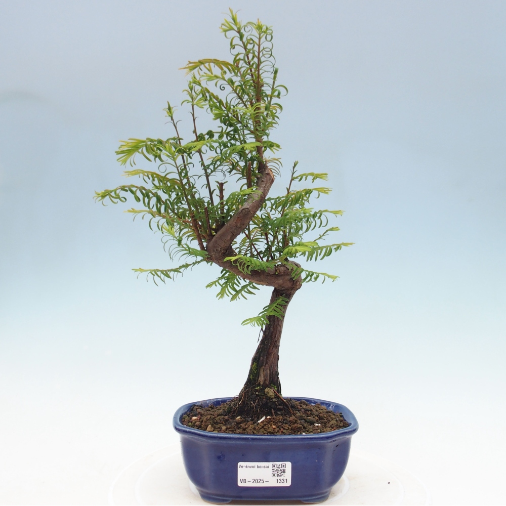 Vonkajšie bonsai - Metasequoia glyptostroboides - Metasekvoja Čínska
