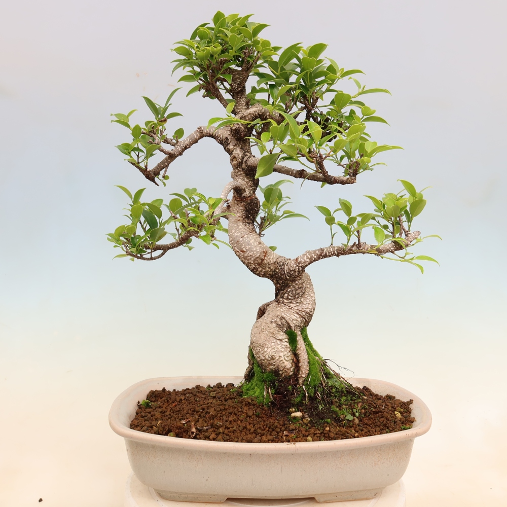 Izbové bonsaje - Ficus kimmen - drobnolistý fikus