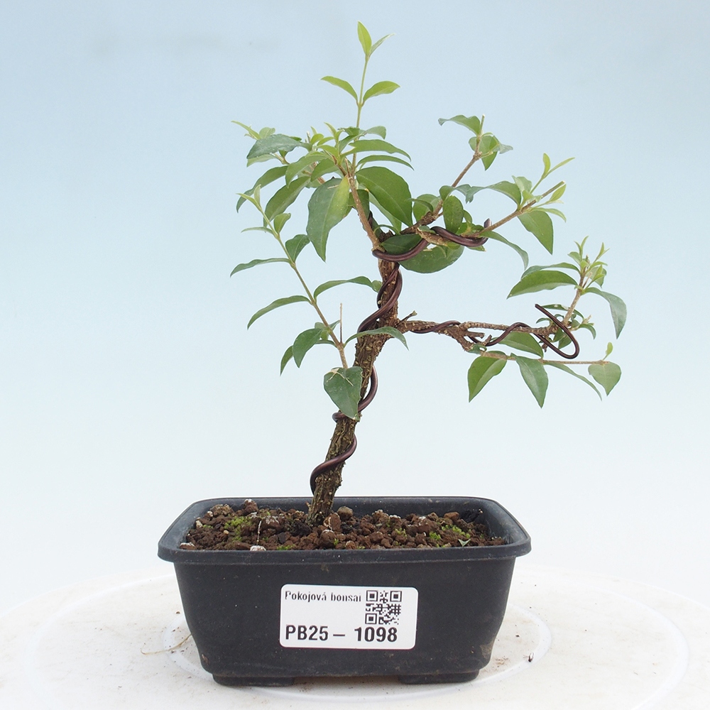 Izbová bonsai - Malpighia coccigera- Barbdorská čerešňa