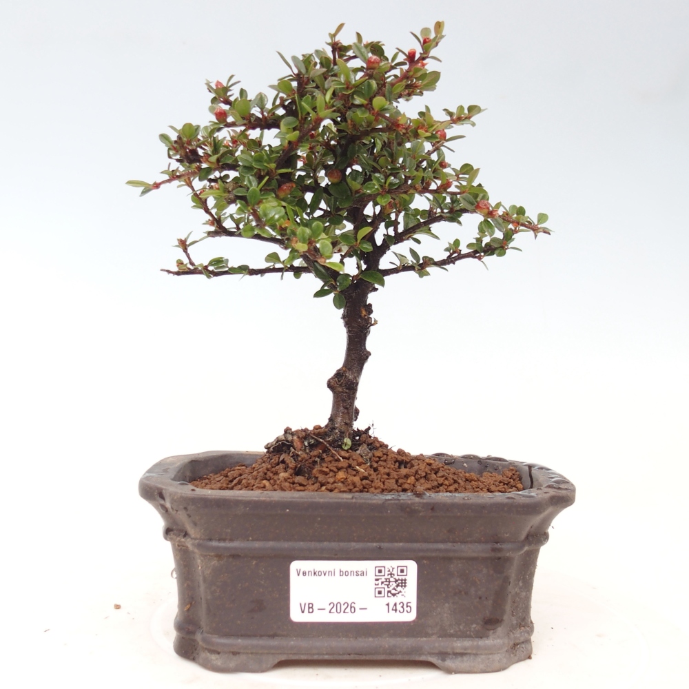 Vonkajšie bonsaje - Cotoneaster horizontalis - Skalnaté hory