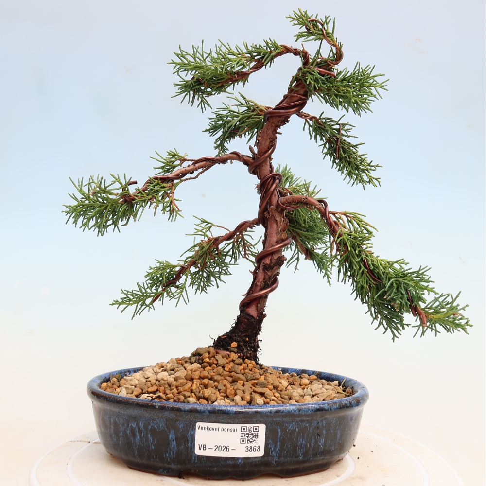 Vonkajší bonsaj - Juniperus chinensis Kishu