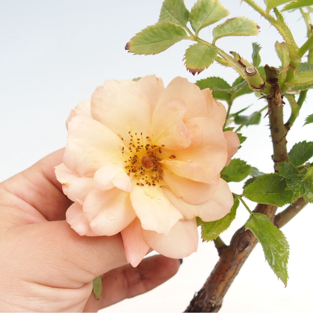 Vonkajší bonsai - Rosa Kordes - ruža