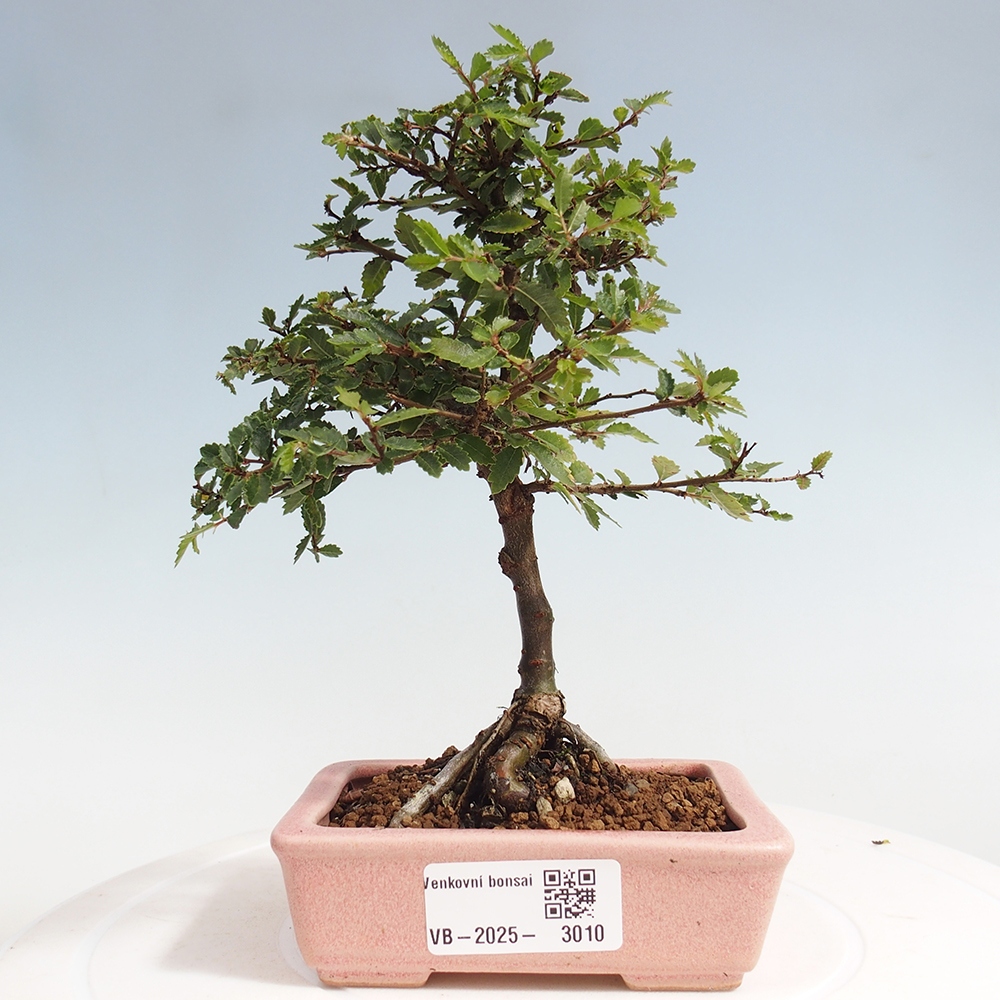 Vonkajší bonsai - Ulmus parvifolia Sagei - Malolistý brest