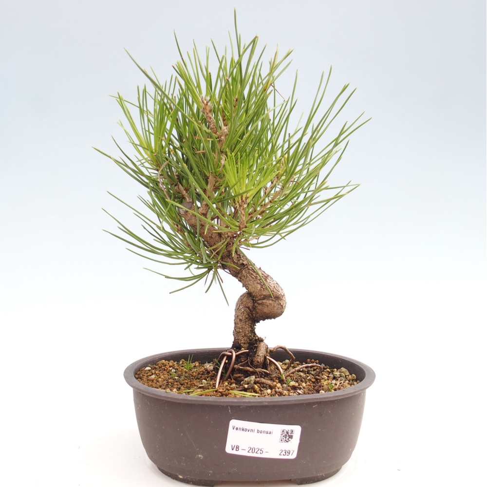 Vonkajší bonsai - Pinus thunbergii - Borovica thunbergova