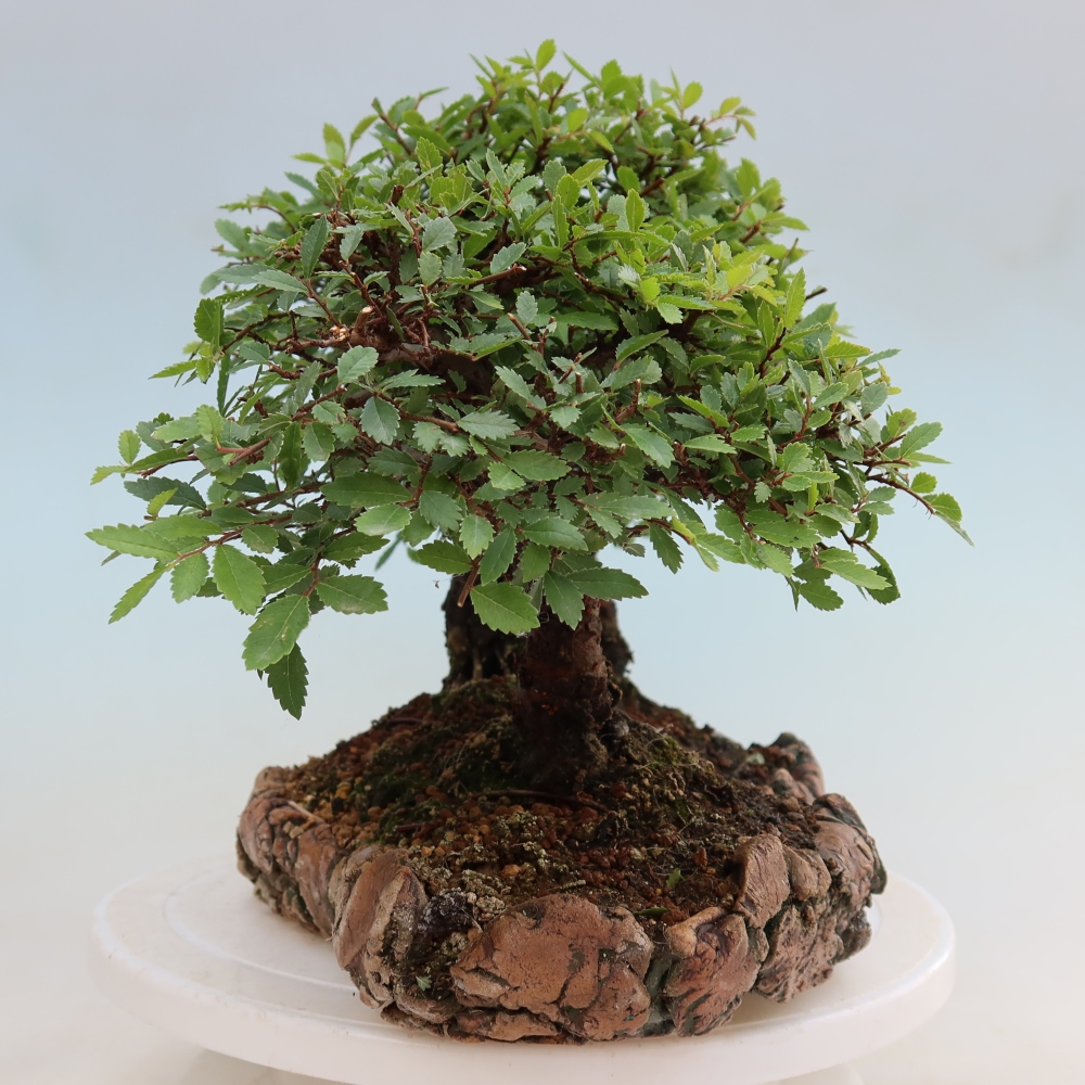 Vonkajší bonsai – Zelkova – Zelkova NIRE – háj