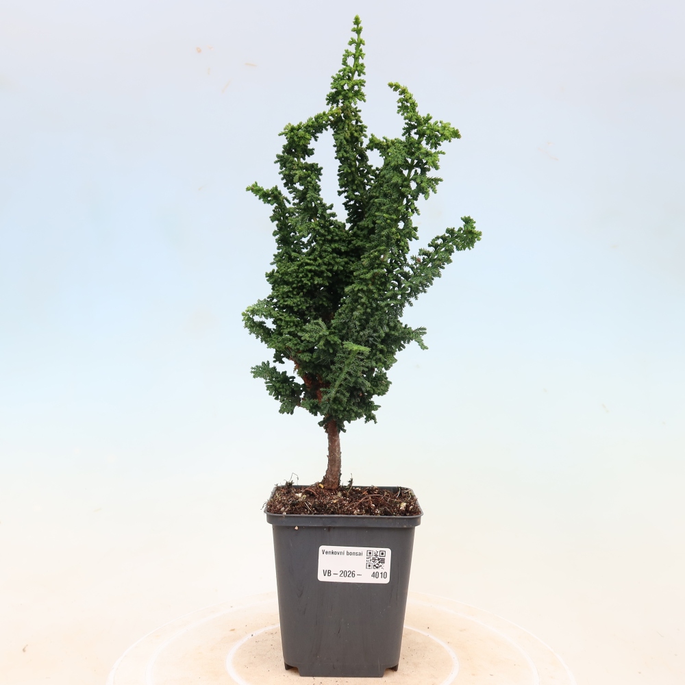 Vonkajší bonsaj - Cham. obtusa SEKKA HINOKI - Cypruštek