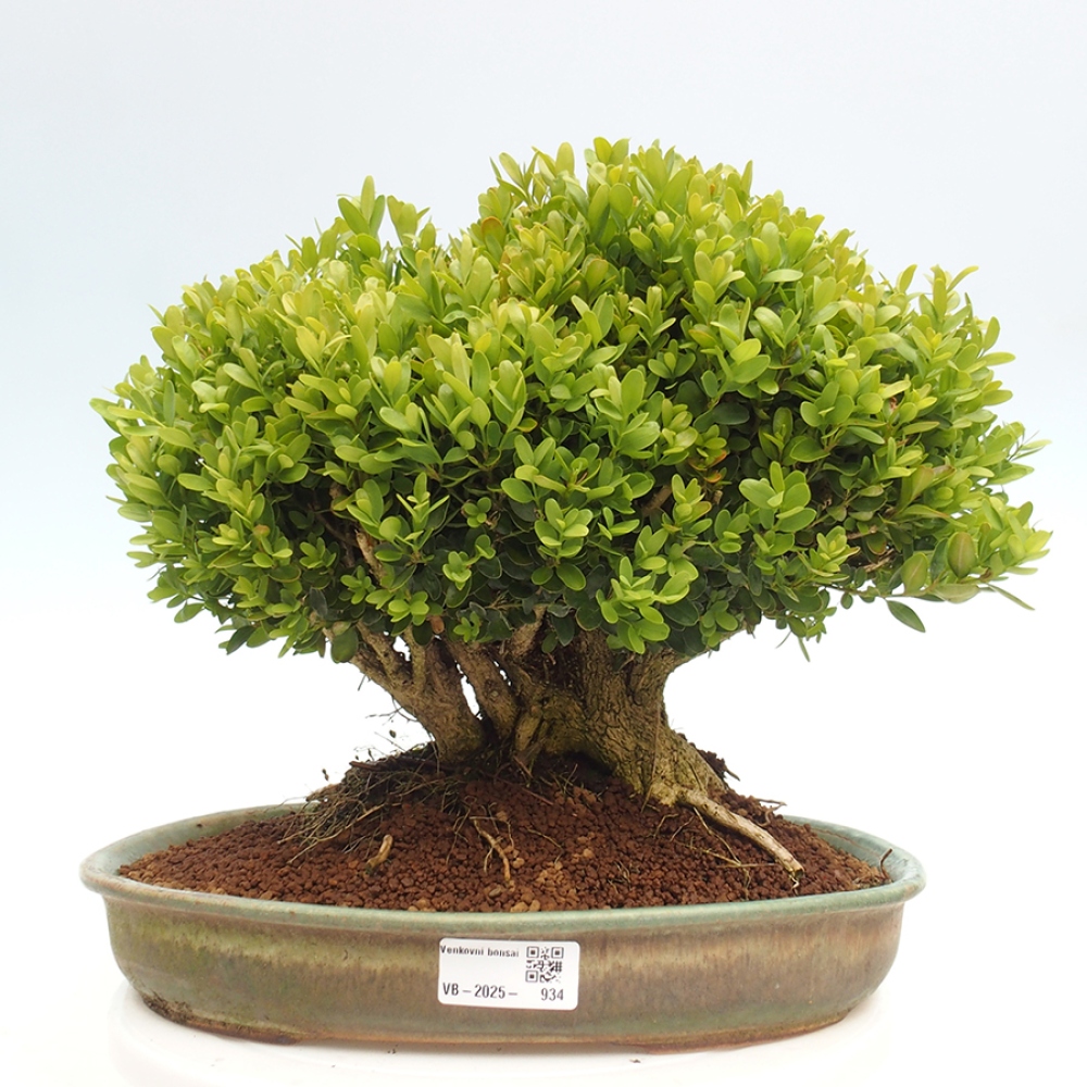 Vonkajšie bonsai - Buxus sempervirens - krušpán