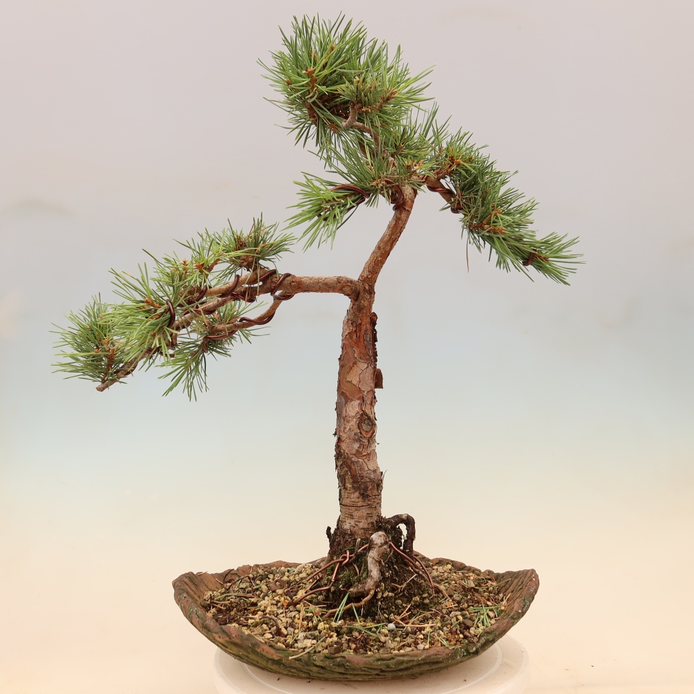 Vonkajšie bonsaje – Pinus Sylvestris Watererri – borovica lesná