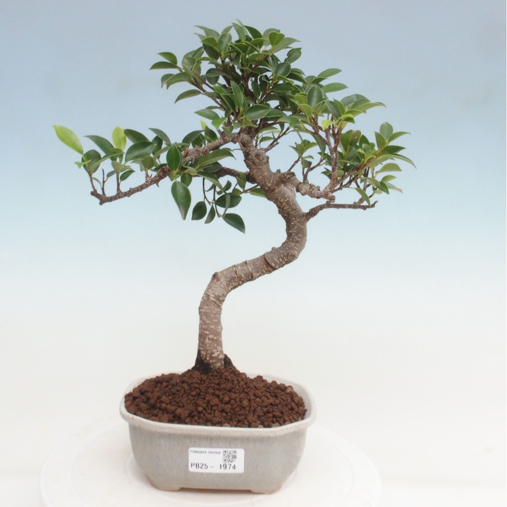 Izbová bonsai - Ficus retusa - malolistá fikus