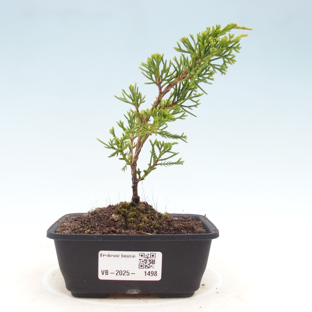 Vonkajší bonsai - Juniperus chinensis Itoigawa -Jalovec čínsky