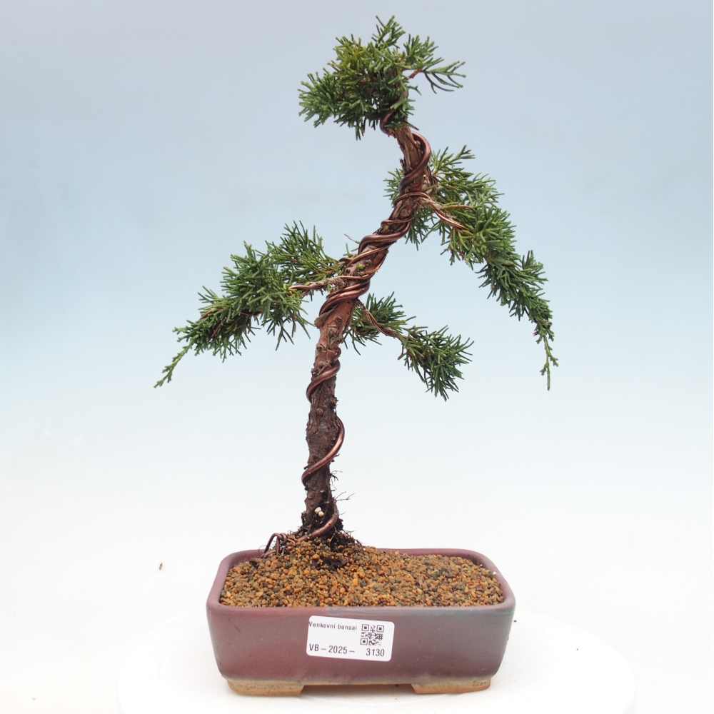 Vonkajší bonsai - Juniperus chinensis Kishu -Jalovec čínsky