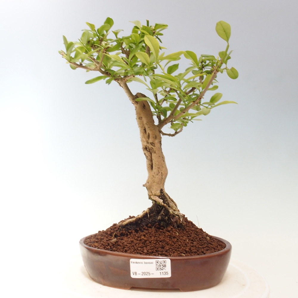 Vonkajšie bonsai - Prunus spinosa - trnka