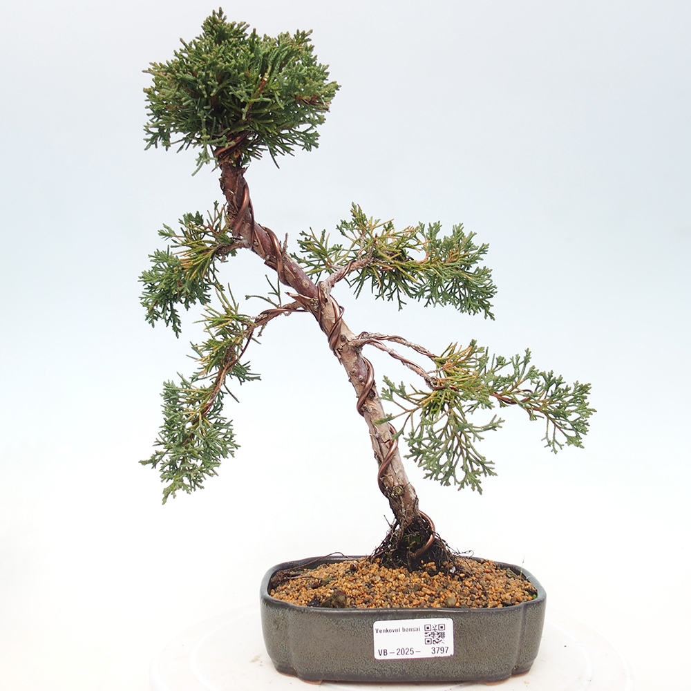 Vonkajší bonsaj - Juniperus chinensis Kishu