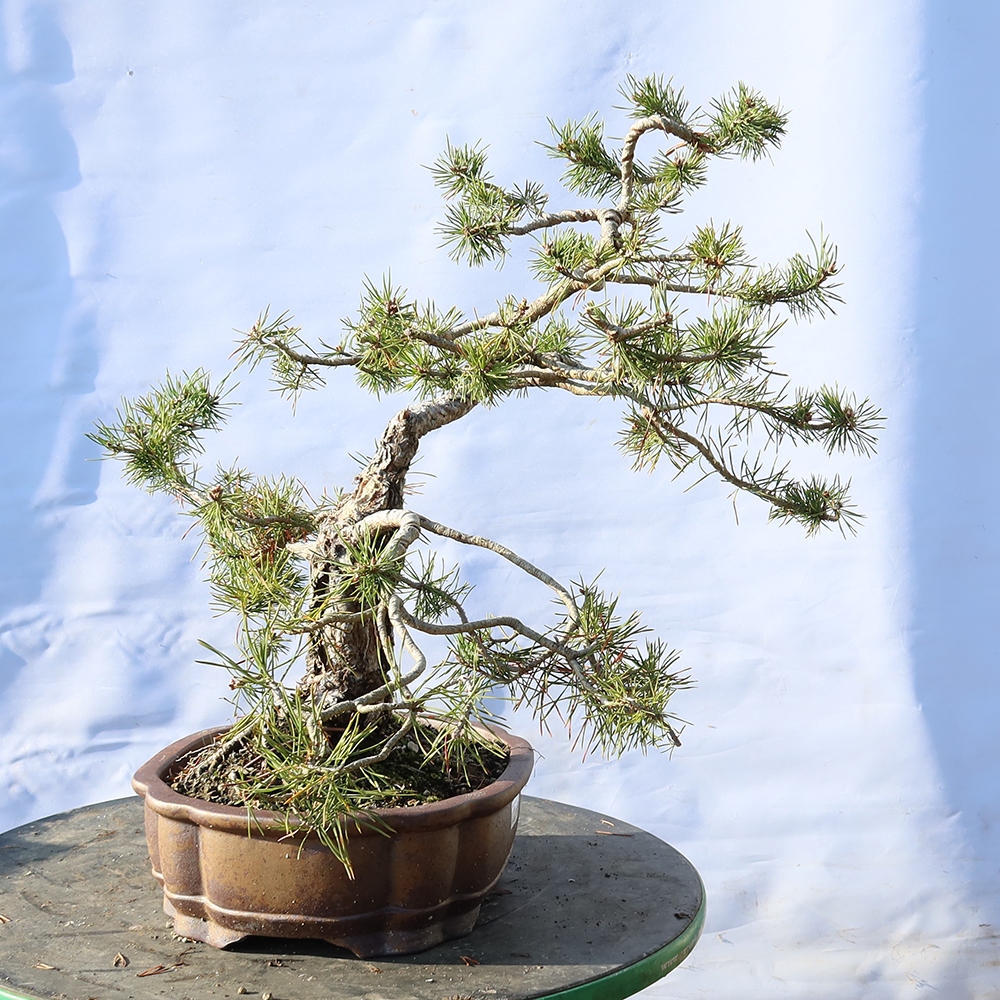 Pinus sylvestris Španielsko – borovica lesná