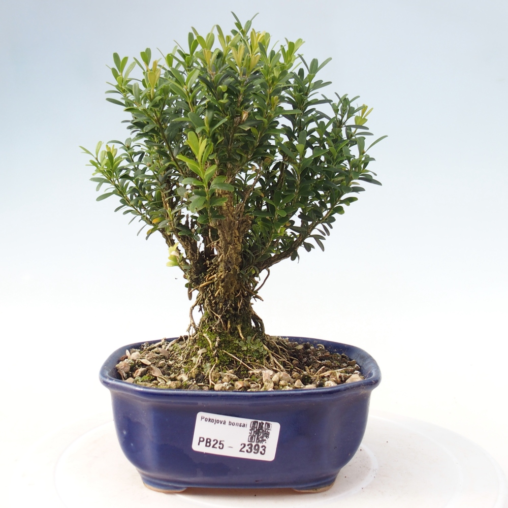 Izbová bonsai - Buxus harlandii - korkový buxus