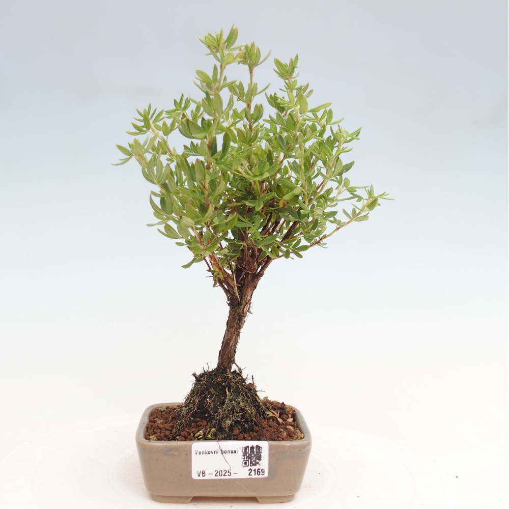 Vonkajšia bonsai-Nátržník krovitá - potentila fruticosa yellow Bird