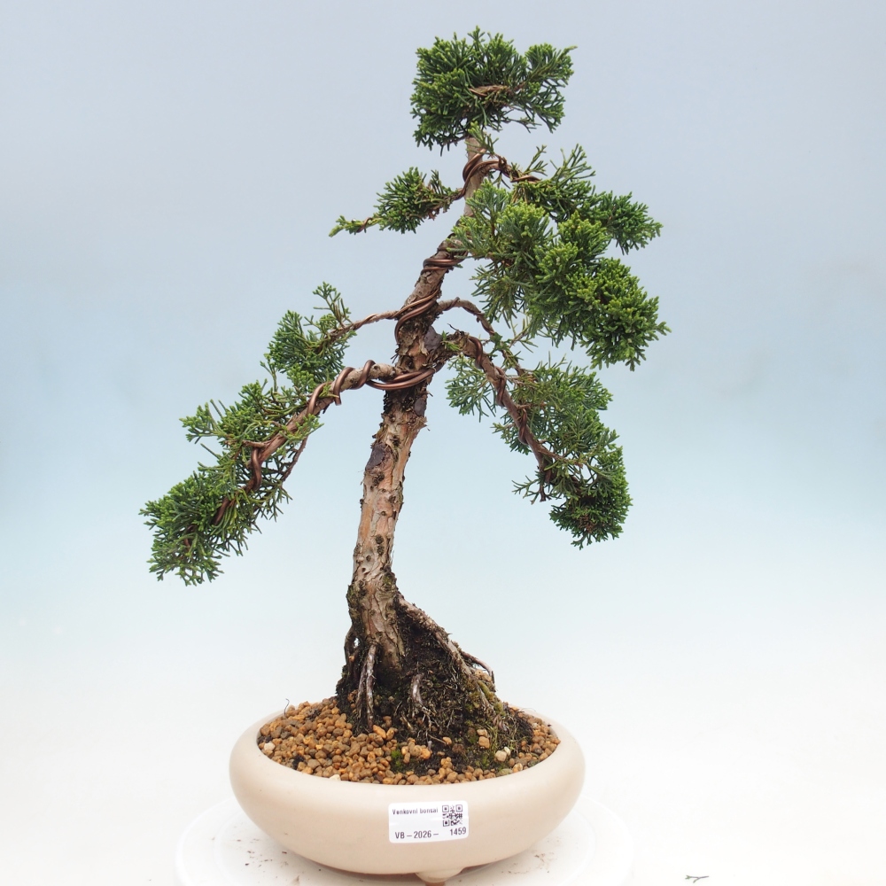 Vonkajší bonsaj - Juniperus chinensis Kishu