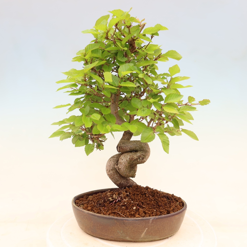 Vonkajší bonsaj -Carpinus coreana - Hrab kórejský