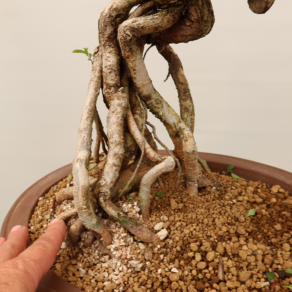 Vonkajšie bonsai - Zelkova - Zelkova NIRE