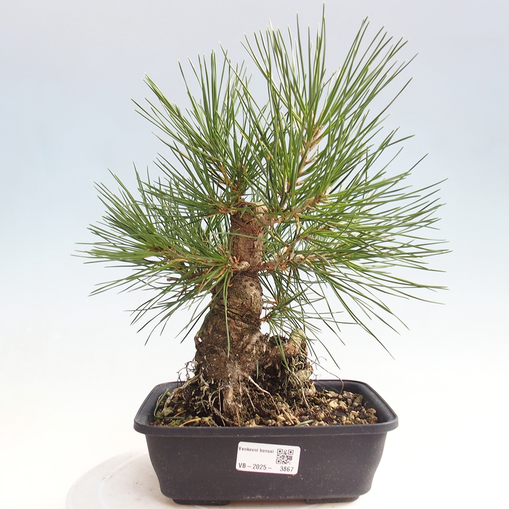 Vonkajšie bonsaje - Pinus thunbergii - borovica Thunbergova