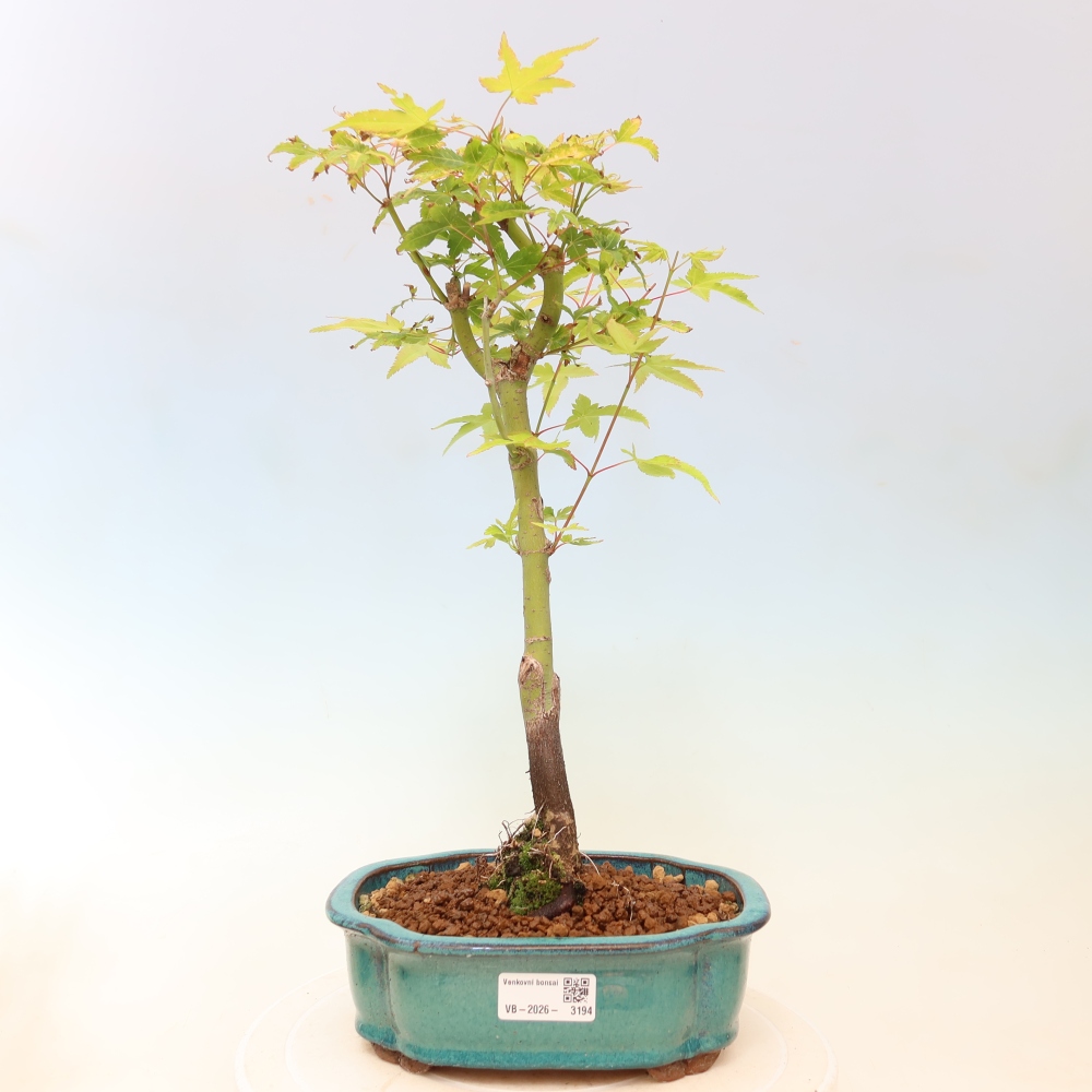 Acer palmatum Aureum - Zlatý javor