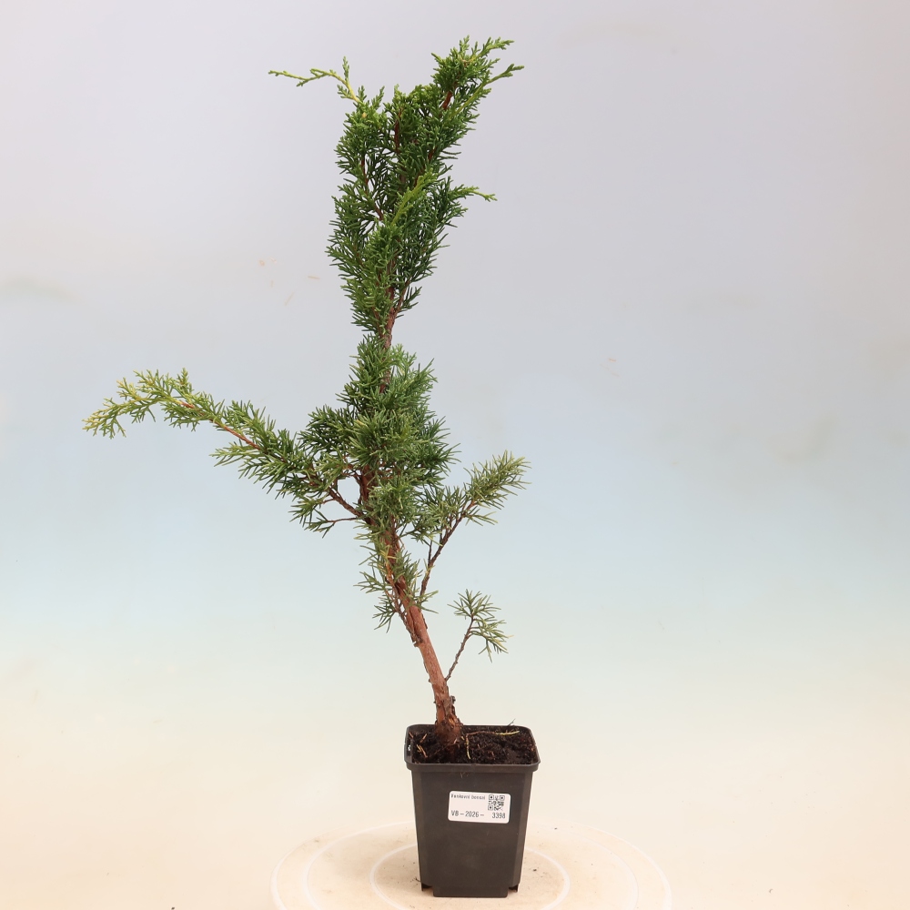 Vonkajší bonsaj - Juniperus chinensis Kishu