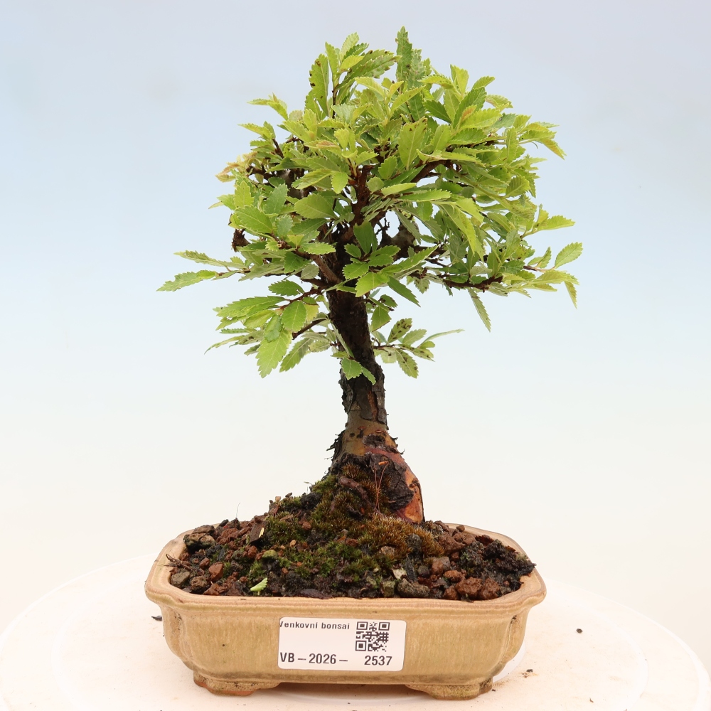 Vonkajšie bonsaje - Zelkova - Zelkova NIRE