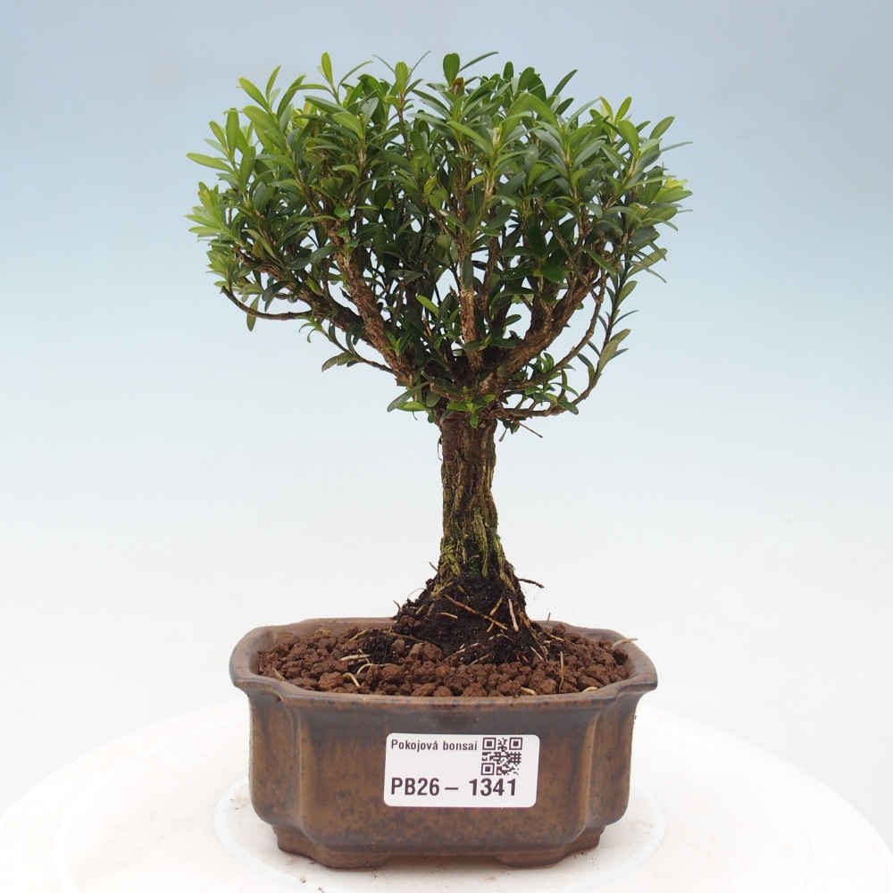 Izbové bonsaje - Buxus harlandii - korkový buxus