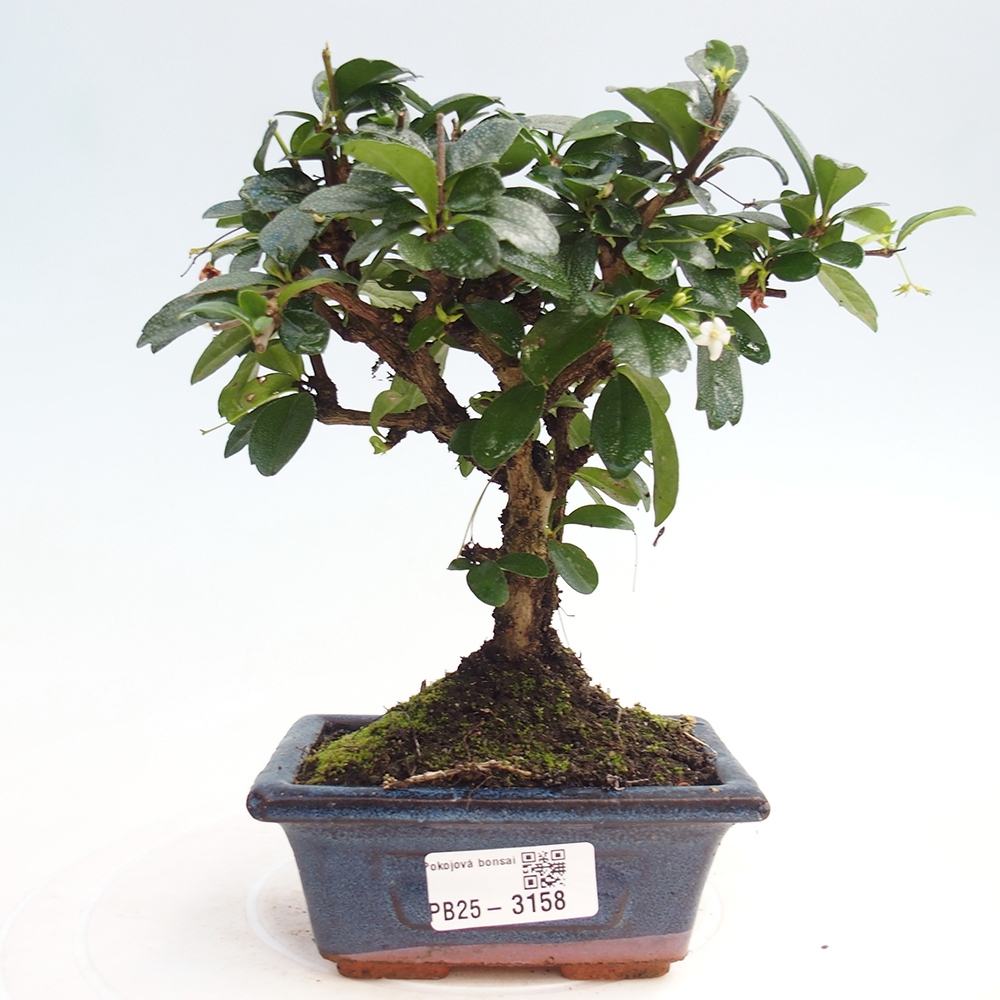 Izbová bonsai - Carmona macrophylla - Čaj fuki