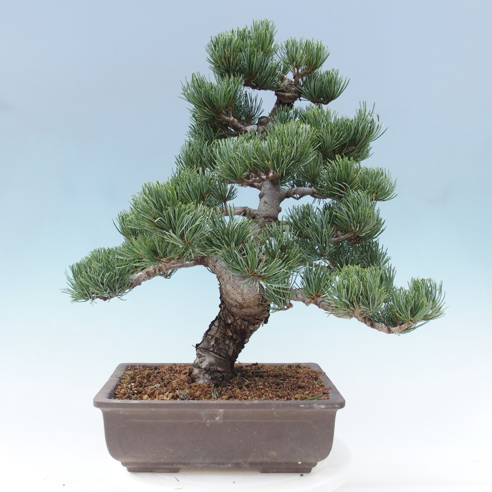 Vonkajšie bonsai - Pinus parviflora - Borovica drobnokvetá