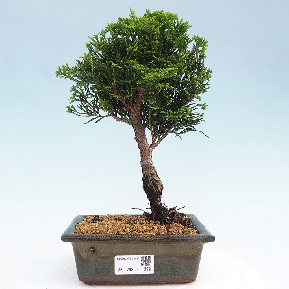 Vonkajšie bonsai - Cham.pis obtusa Nana Gracilis - Cypruštek