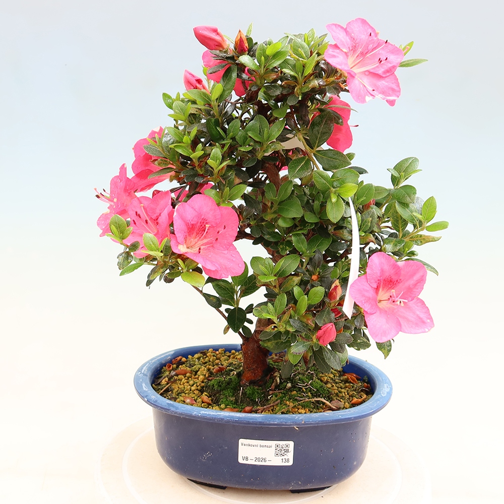 Vonkajšie bonsaje - Japonské azalky - Azalea Kobai