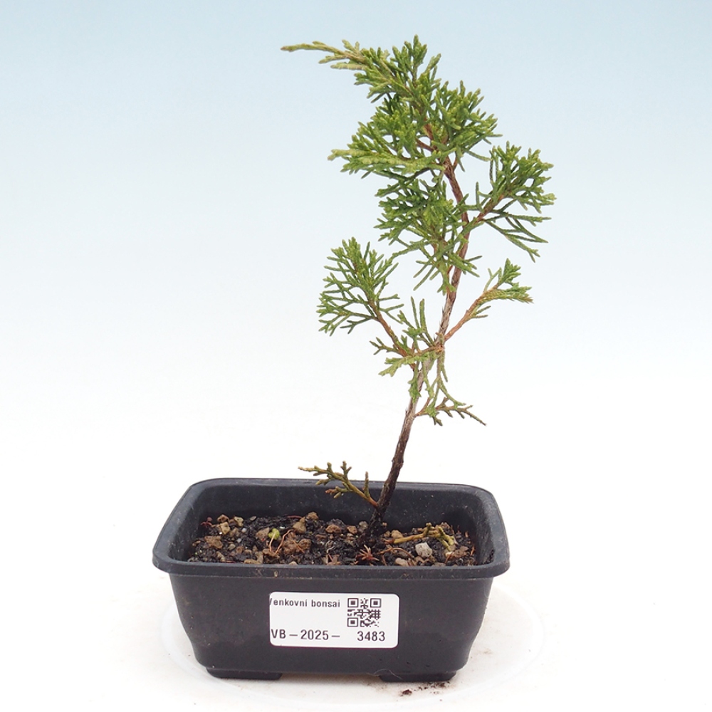 Vonkajší bonsai - Juniperus chinensis Itoigawa -Jalovec čínsky