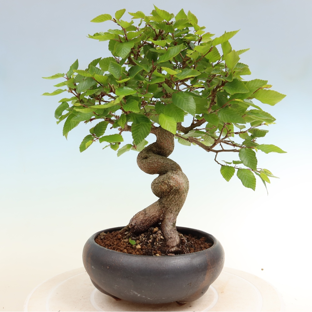 Vonkajší bonsaj -Carpinus coreana - Hrab kórejský