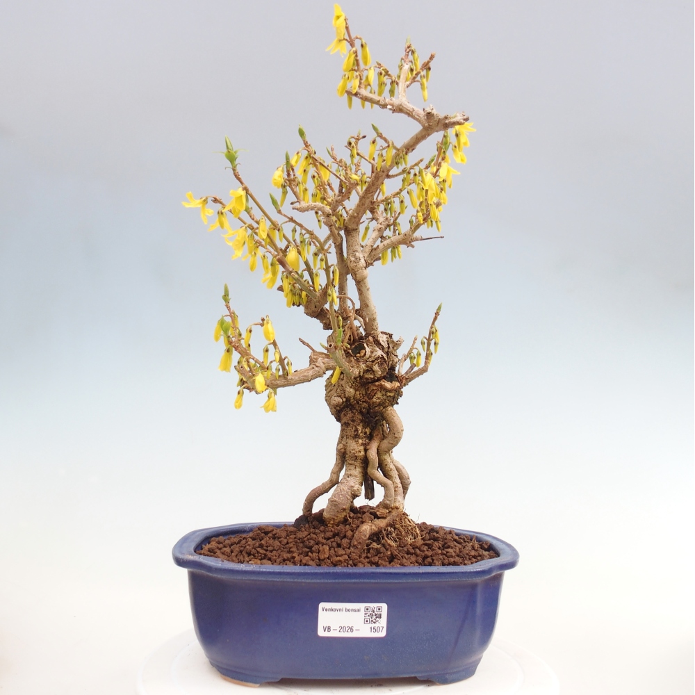 Vonkajšie bonsaje - Zlatice - Forsythia koreana